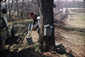 image of a maple farmer collecting sap from buckets